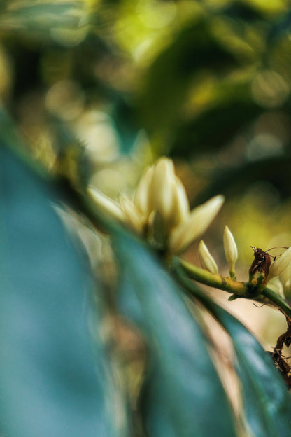 Peru Light Roast - Qhapaq Ñan