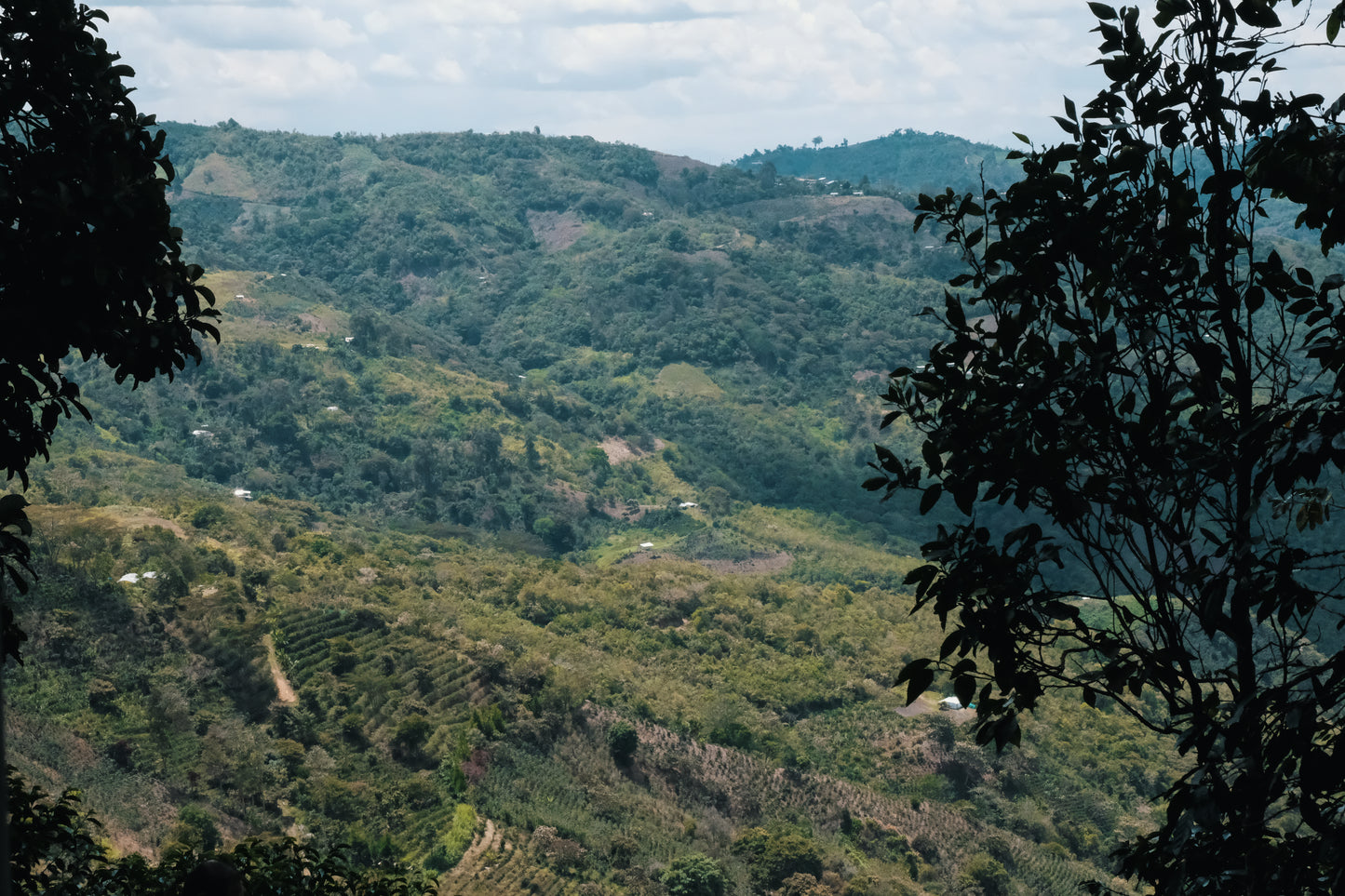 Peru Light Roast - Qhapaq Ñan