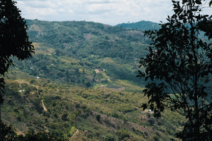 Peru Light Roast - Qhapaq Ñan