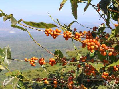 El Salvador Dark Roast - Ruta del Añil