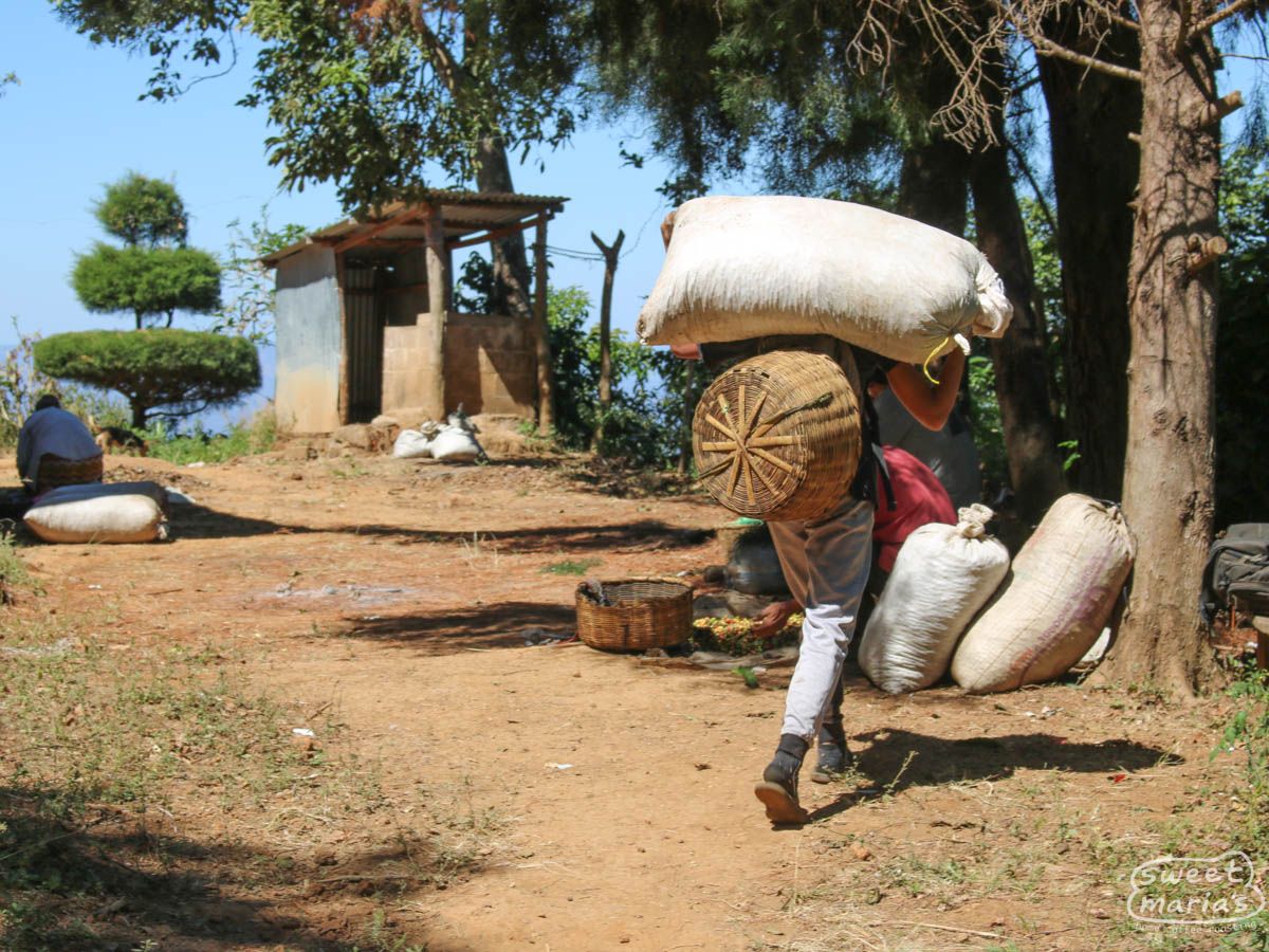 El Salvador Dark Roast - Ruta del Añil